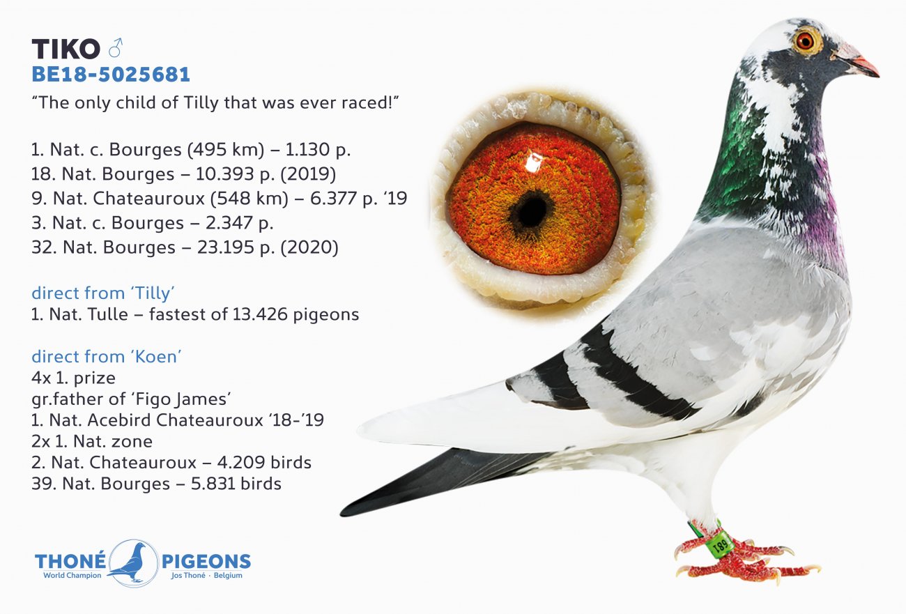 Jos Thoné (As, BE): Four world-class pigeons are the solid