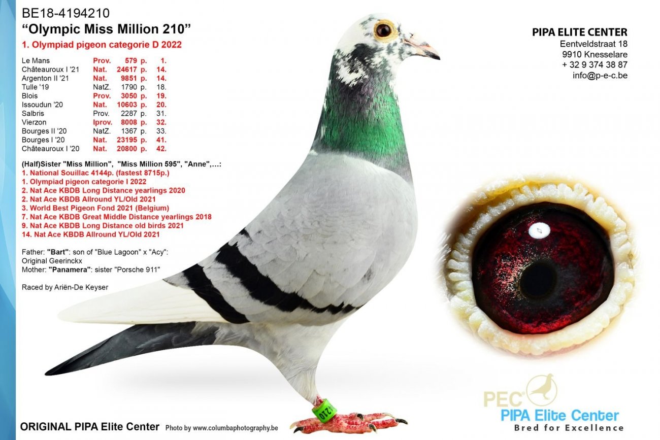 BE) PIPA Pigeon 2022 title | the takes Bart Distance \'Twinkle Ace with 1st Geerinckx Star\' Long (Wommelgem, Nat. Yearlings