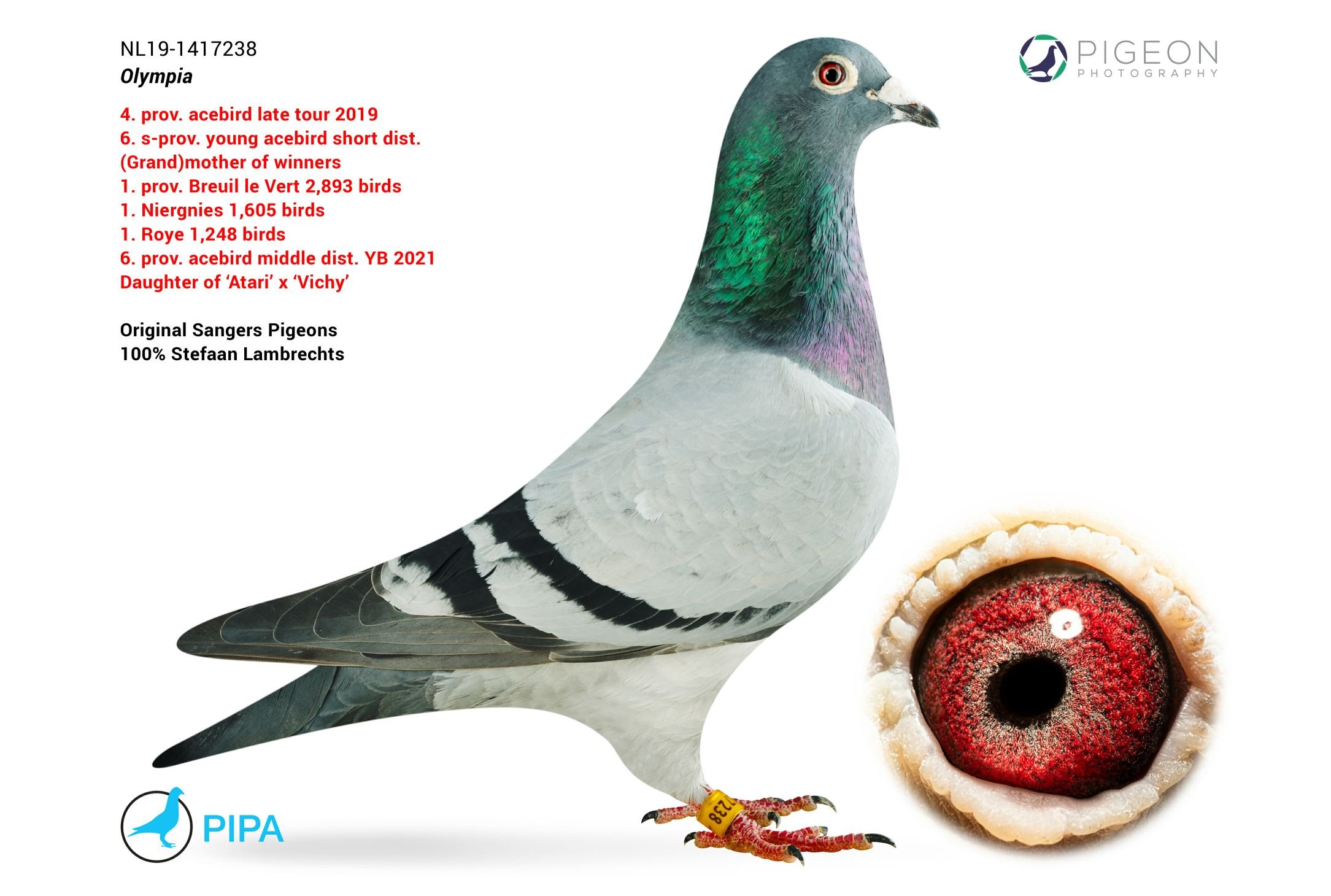 Sangers pigeons successful worldwide PIPA